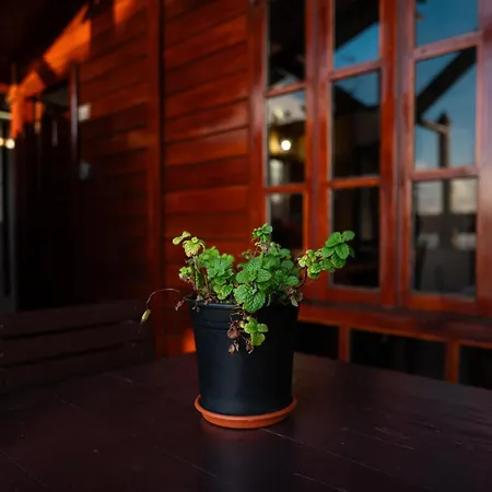 La Cabala Del Draguillo Santa Cruz de Tenerife