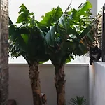 La Cabala Del Draguillo Nyaraló *